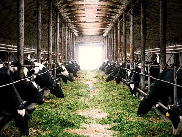 Mengais Rezeki dari Kandang: Transformasi Bisnis Peternakan di Tengah Revolusi Digital